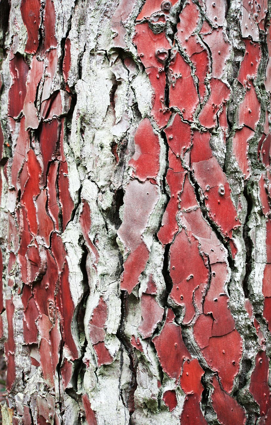 tree, trunk, nature, bark, wood, full frame, backgrounds, textured HD wallpaper