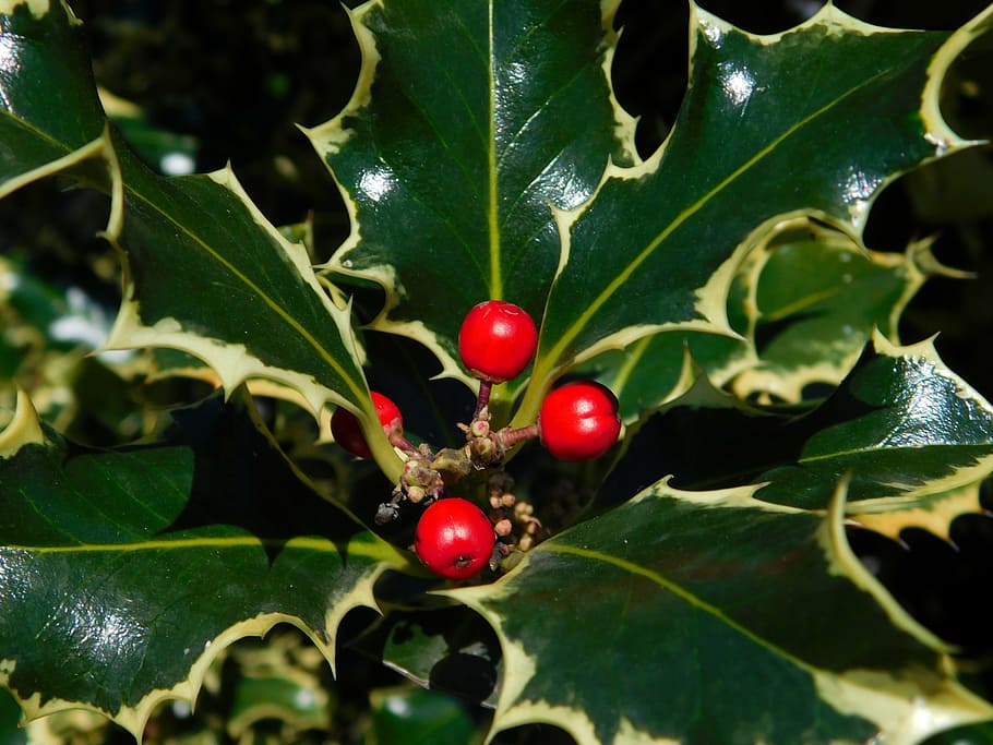 berry, holly, flora, mountain, green, red, plant, nature, leaf HD wallpaper