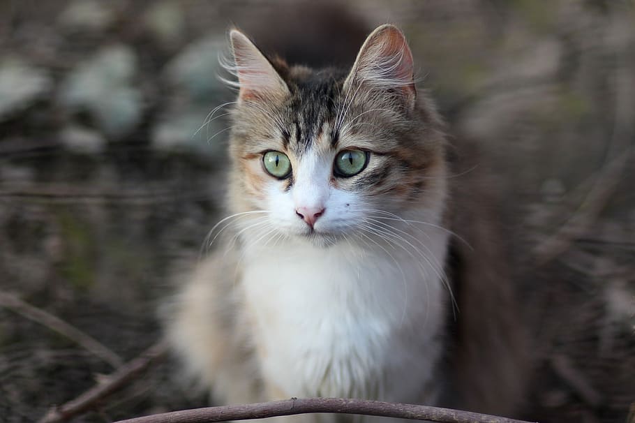 selective focus photography of white and gray cat, coloring HD wallpaper