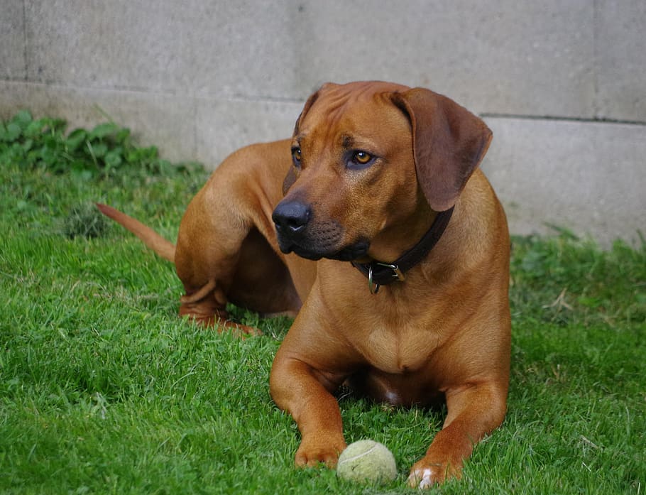 adult Rhodesian ridgeback lies on grass, dog, domestic, pets HD wallpaper