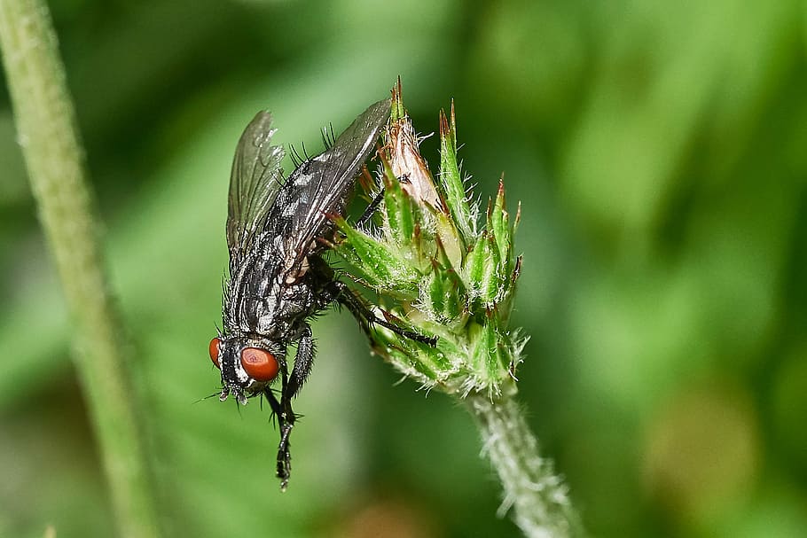 Fly, Insect, Flower, Wing, Close, Animal, macro, flowers, compound eyes HD wallpaper