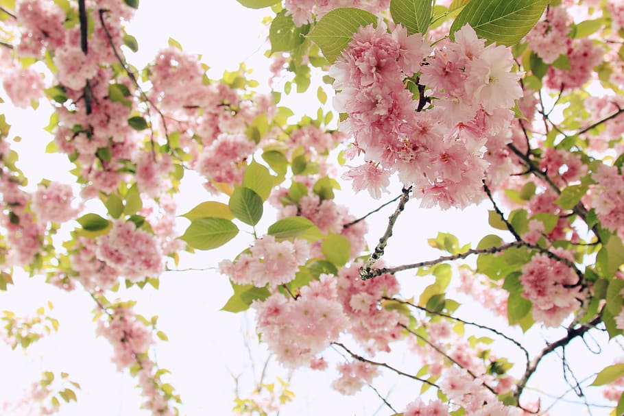 pink tree blossoms at daytime, blooming, branch, bright, cherry blossoms HD wallpaper