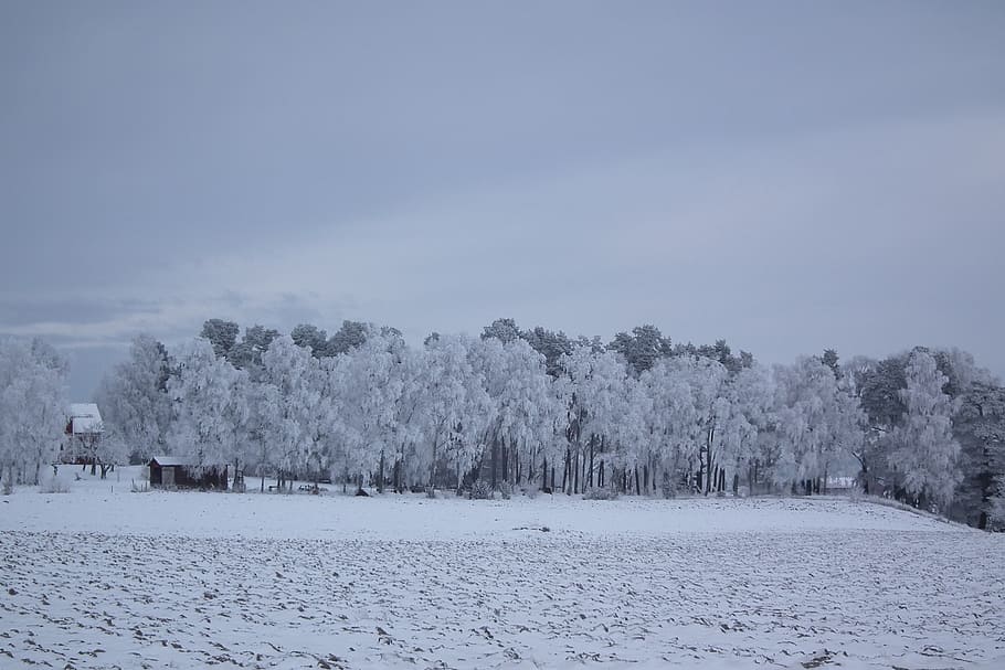 winter, tree, nature, landscapes, sweden, snow, cold temperature HD wallpaper