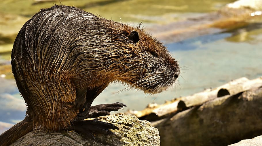 nutria, water rat, splashing, animal world, nature, fur, rodent, HD wallpaper