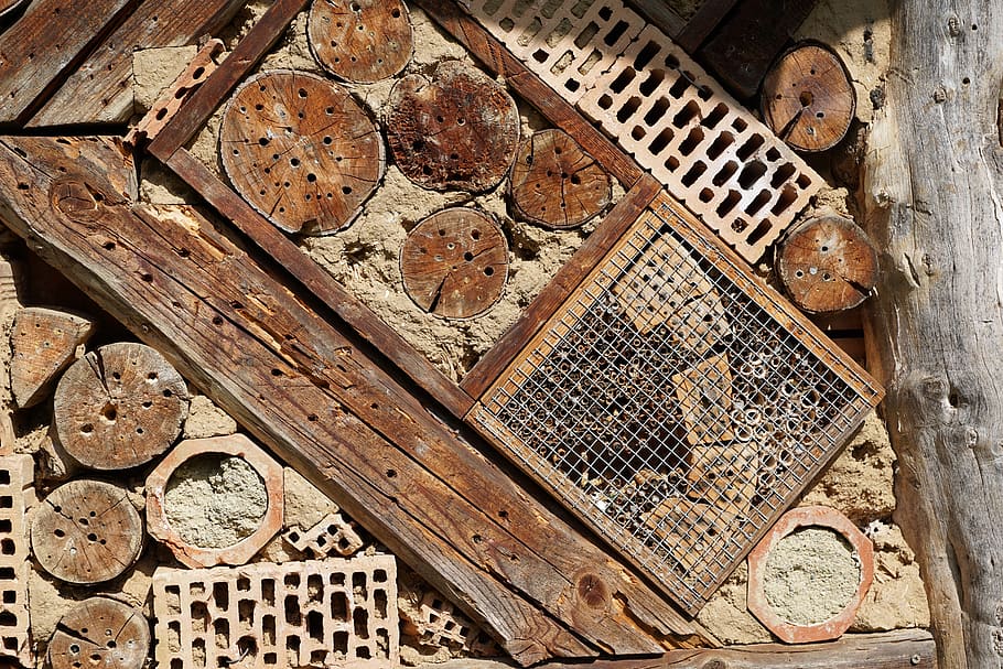 insect, house, nature, wood - material, no people, high angle view HD wallpaper