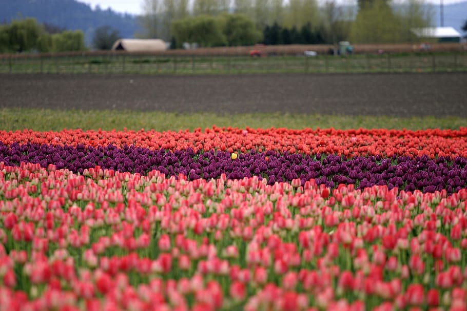 shallow focus photography of red and purple tulip flower field