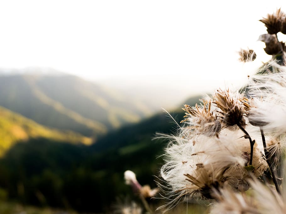 dandelions, mountains, nature, environment, day, landscape HD wallpaper