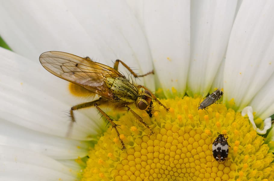 bug, flower, macro, insect, yellow, white, petal, natural, fly HD wallpaper