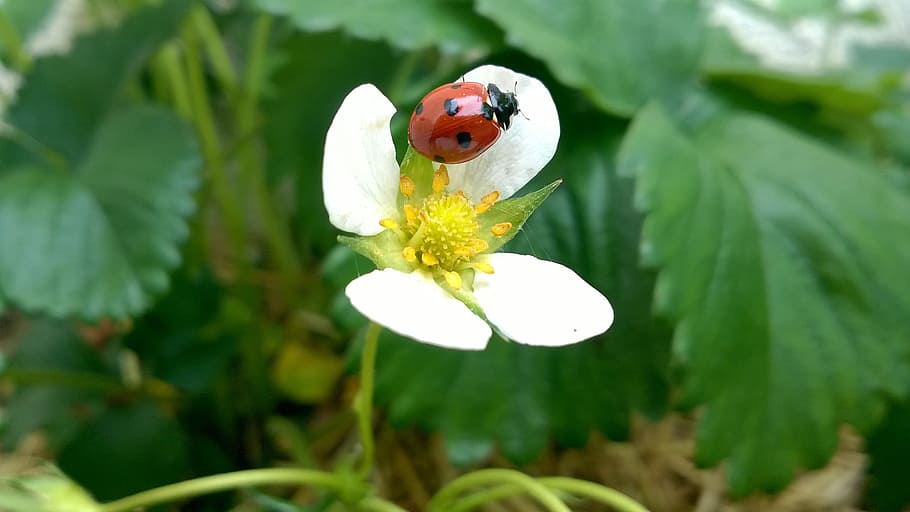 Ladybug, Strawberry, Insect, green, macro, garden, spring, happiness HD wallpaper