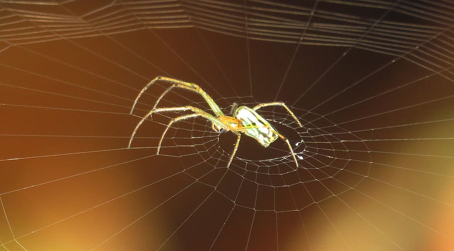 spider, arachnid, web, insect, nature, colombia, spider web HD wallpaper