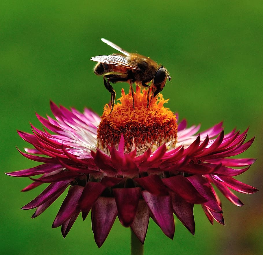 bee, pollen, pollination, flower, purple, nature, floral, beautiful HD wallpaper