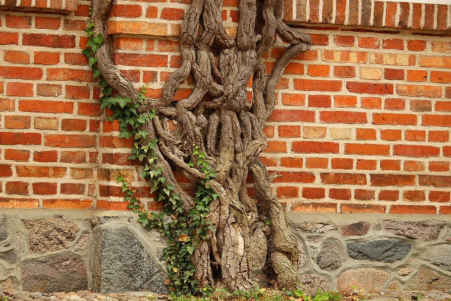 Wine, Root, Engine, Plant, gnarled, brick wall, wall - building feature HD wallpaper