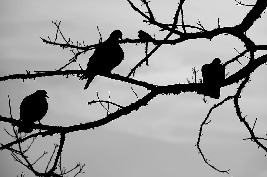 Birds, Tree, sky, branch, animal wildlife, animals in the wild HD wallpaper
