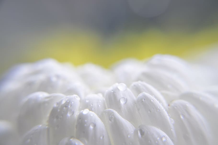 selective focus photo of white textile, drip, rain, blossom HD wallpaper