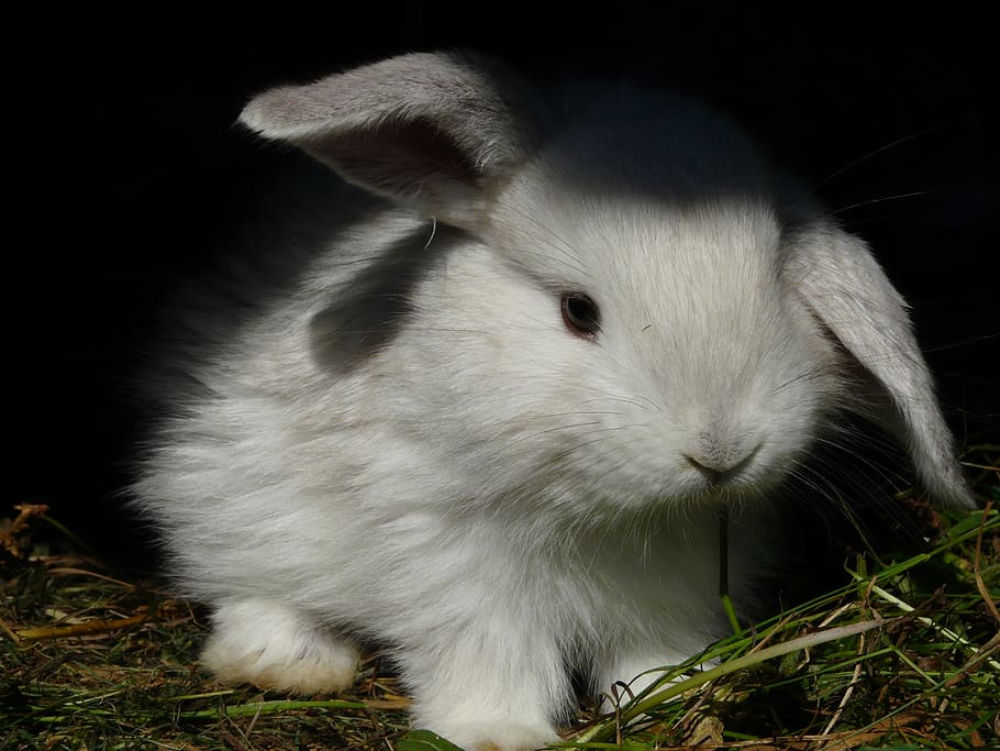 rabbit, bunny, ušáček, white, ear, handle, hairy, cute, animal HD wallpaper
