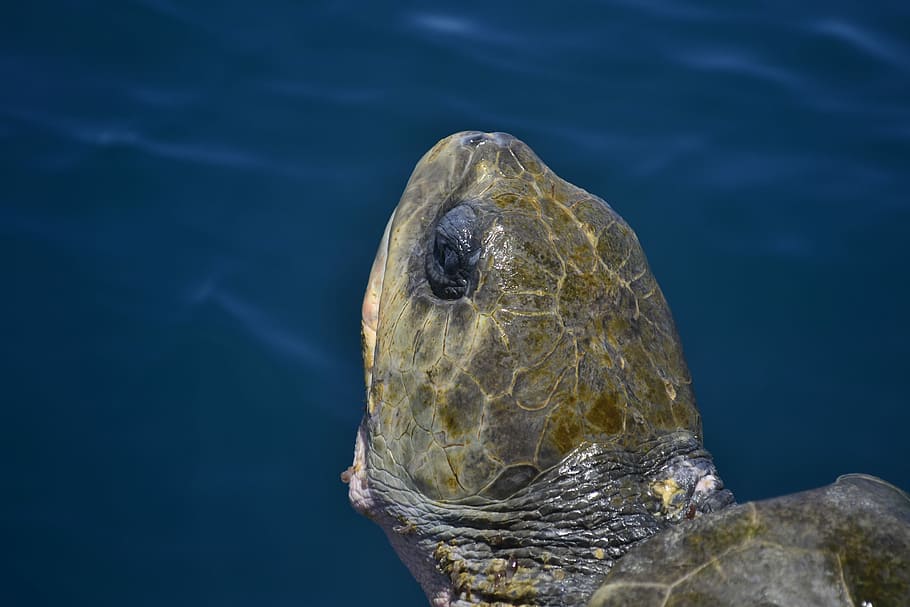life, sea, texture, turtle, reptile, aquatic, animal, ocean HD wallpaper