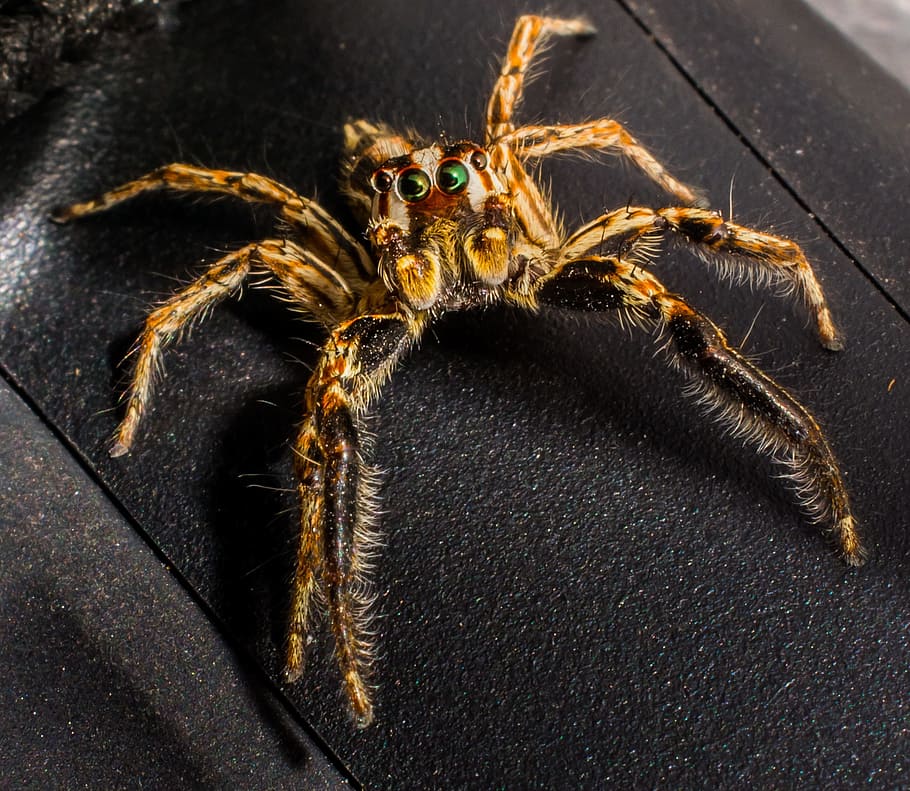 jumping spider, small spider, insect, close, animal themes HD wallpaper