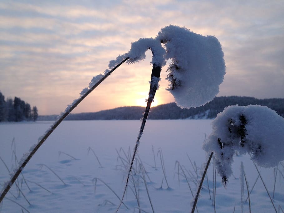 frost, snow, winter, sun, white, crystal, ice, reed, winter landscape HD wallpaper