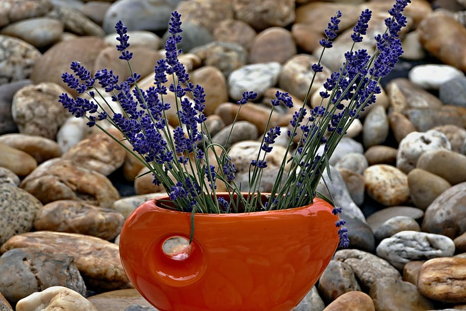 vase, lavender, purple, decor, flower, flowering plant, nature, HD wallpaper