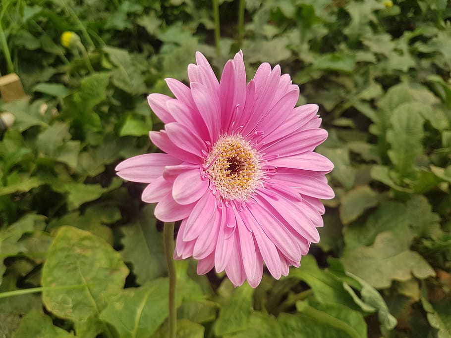 nature, flora, flower, summer, blooming, flowering plant, freshness HD wallpaper
