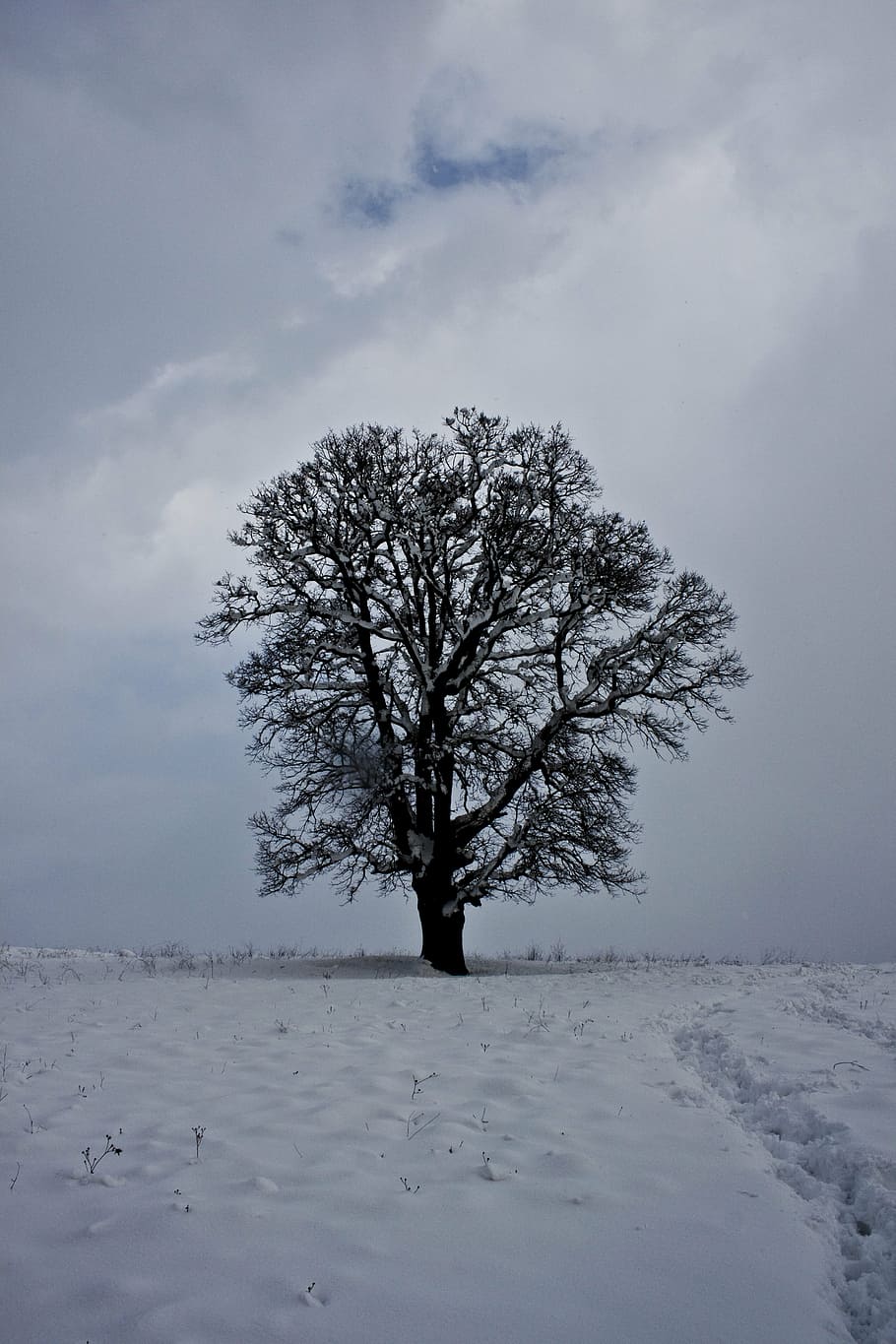 cloud, snow, winter, tree, landscape, snow landscape, beauty in nature HD wallpaper