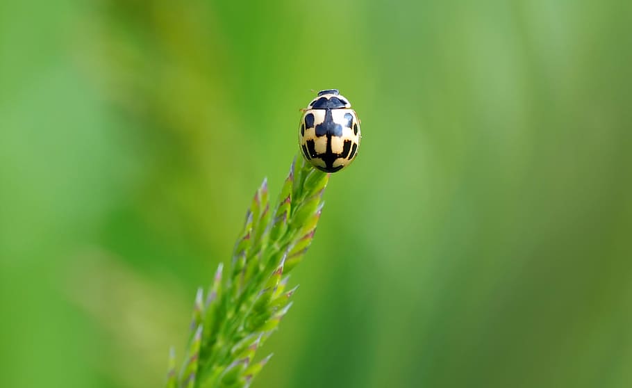 insect, nature, live, one animal, plant, green color, animal themes HD wallpaper