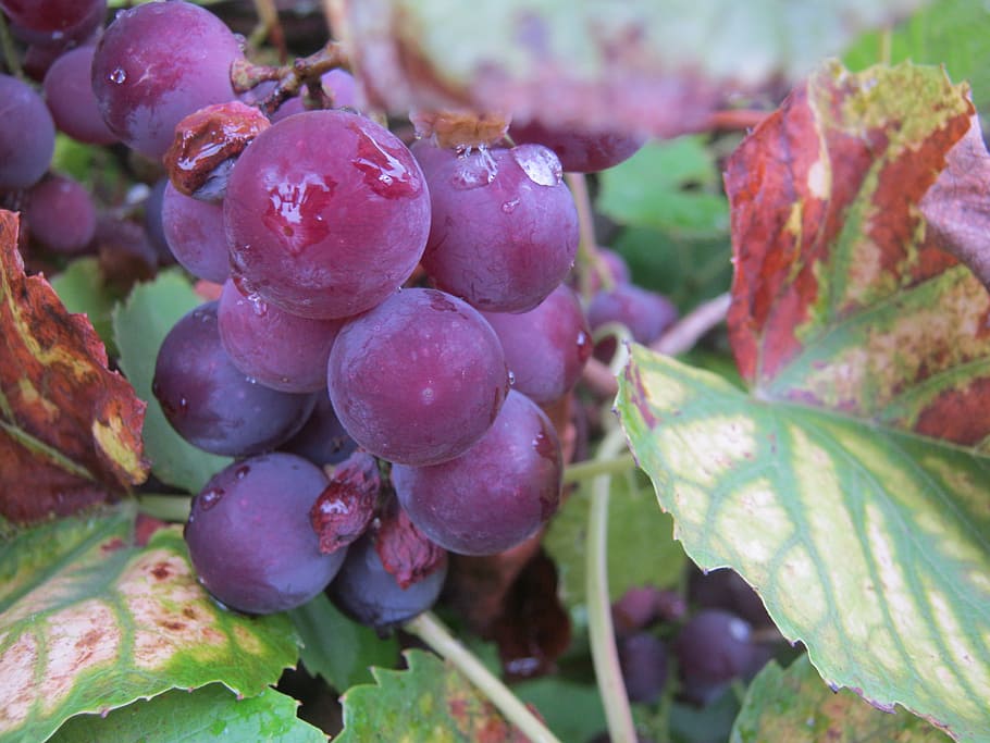 Vines, Wine, Grapes, Harvest, wine harvest, vintage, wine leaf HD wallpaper