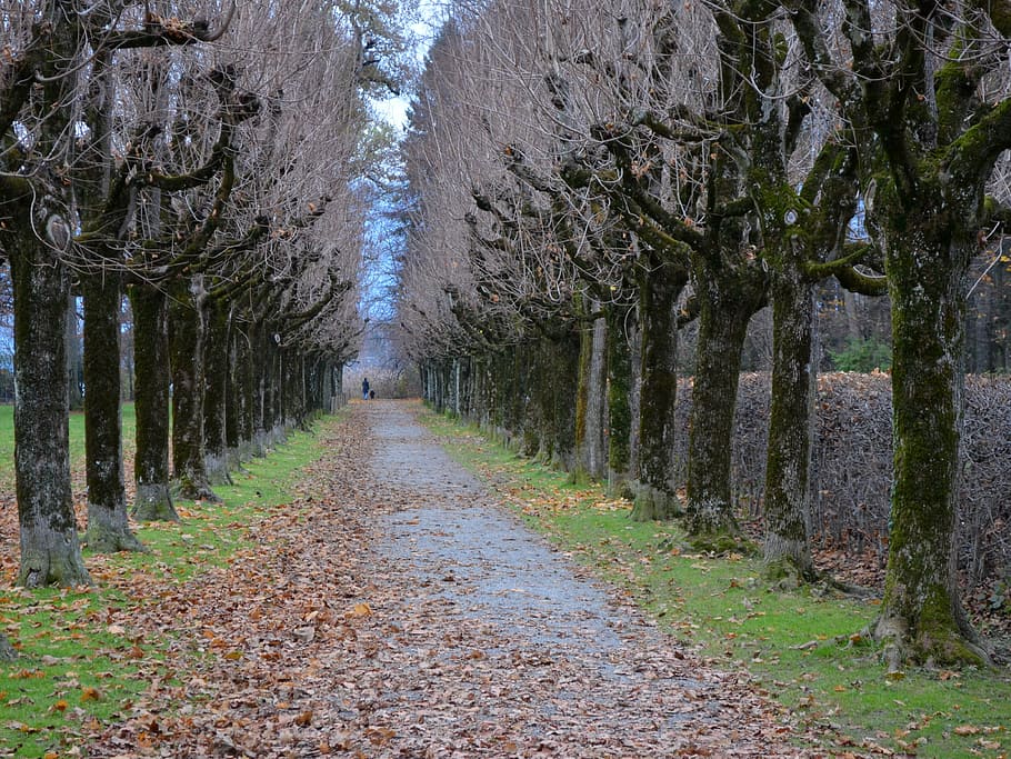 avenue, park, fall leaves, trees, plant, treelined, direction HD wallpaper