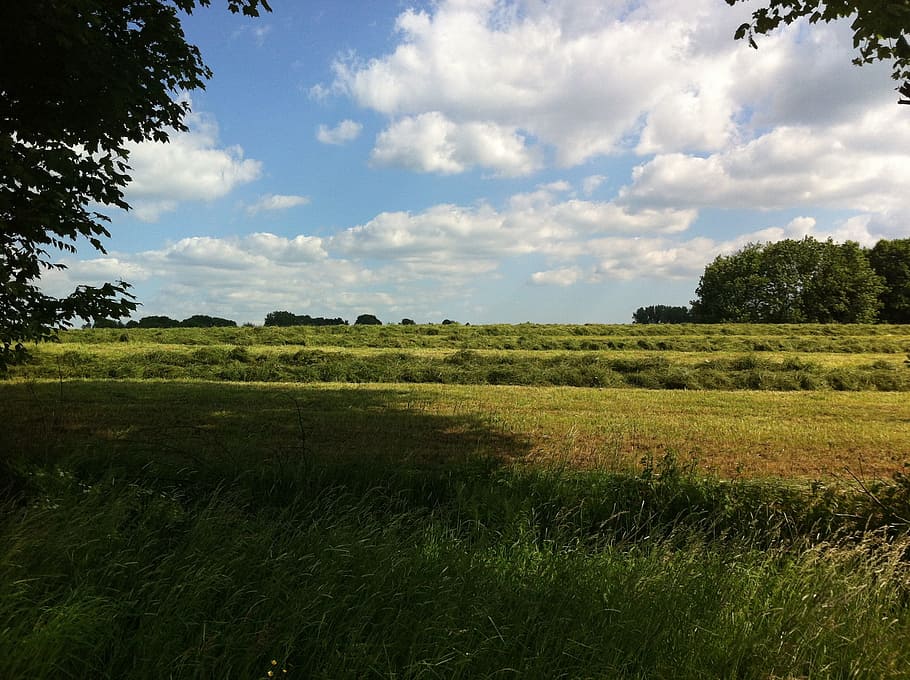 Meadow, Nature, Sky, Shadow, Still Life, green, background HD wallpaper