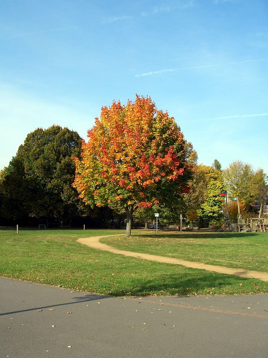tree, landscape, red, plant, autumn, change, nature, sky, beauty in nature HD wallpaper