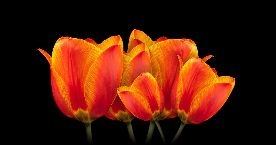 closed photo of red and yellow petaled flowers, tulips, bouquet HD wallpaper