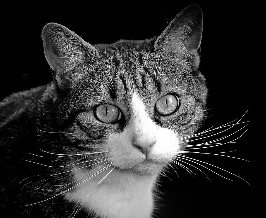 Feline, Cat, Fluffy, Cute, Kitty, Mammal, fur, domestic cat HD wallpaper