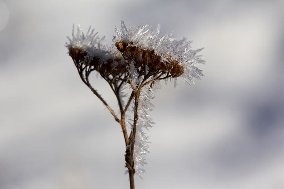ice, grass, herb, cold, ice crystal, nature, iced, plant, flower HD wallpaper