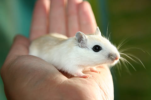 person holding white mouse near wall, Mouse, Racing, Nager HD wallpaper