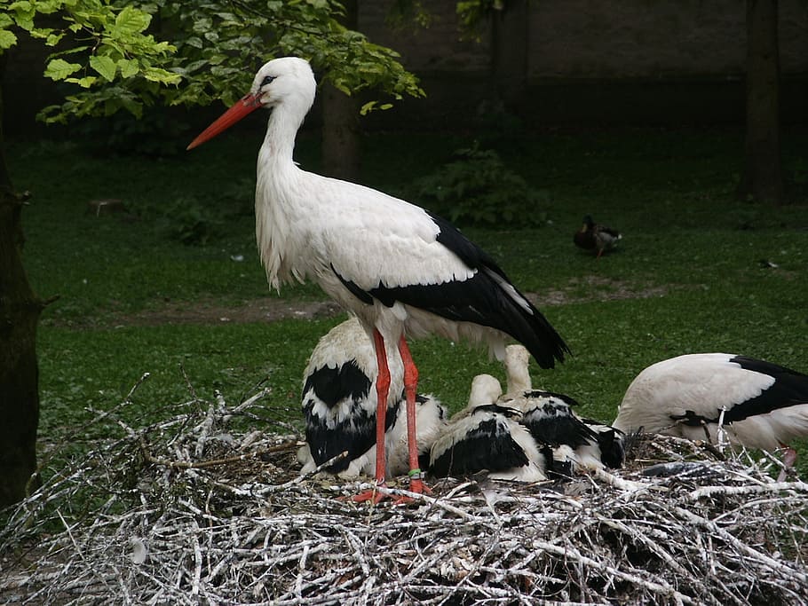 stork, storchennest, storks, bird, birds, rattle stork, animals HD wallpaper