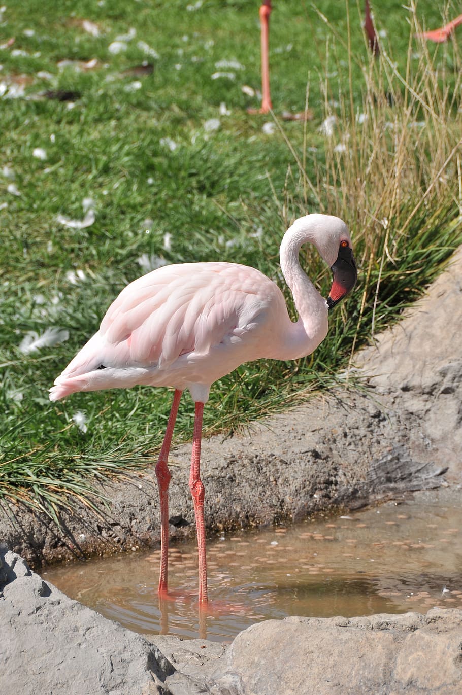 Flamingo, Bird, Lesser, Pink, Avian, fauna, wildlife, nature HD wallpaper