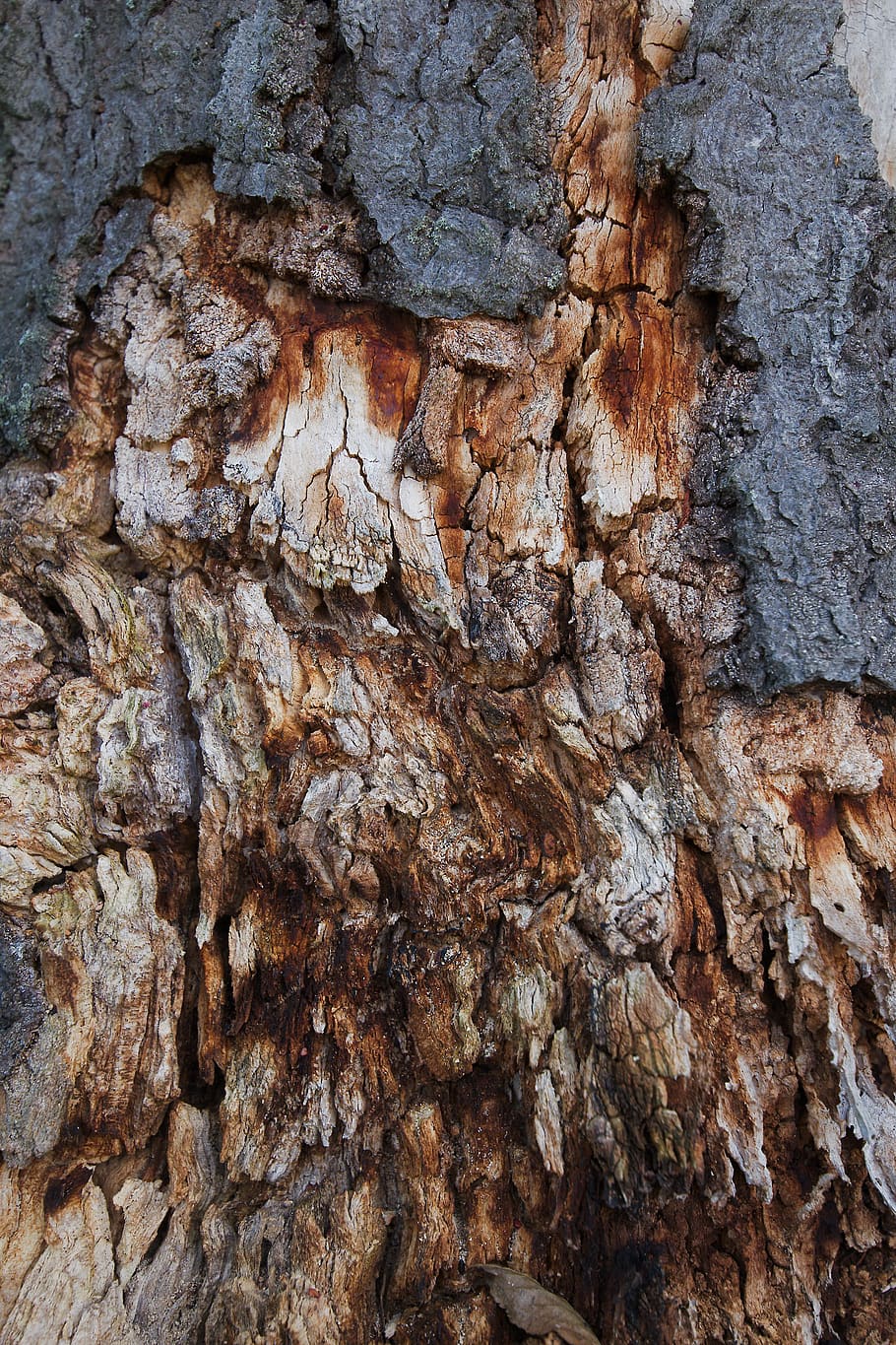 bark, nature, tree, background, rau, tribe, pattern, texture HD wallpaper
