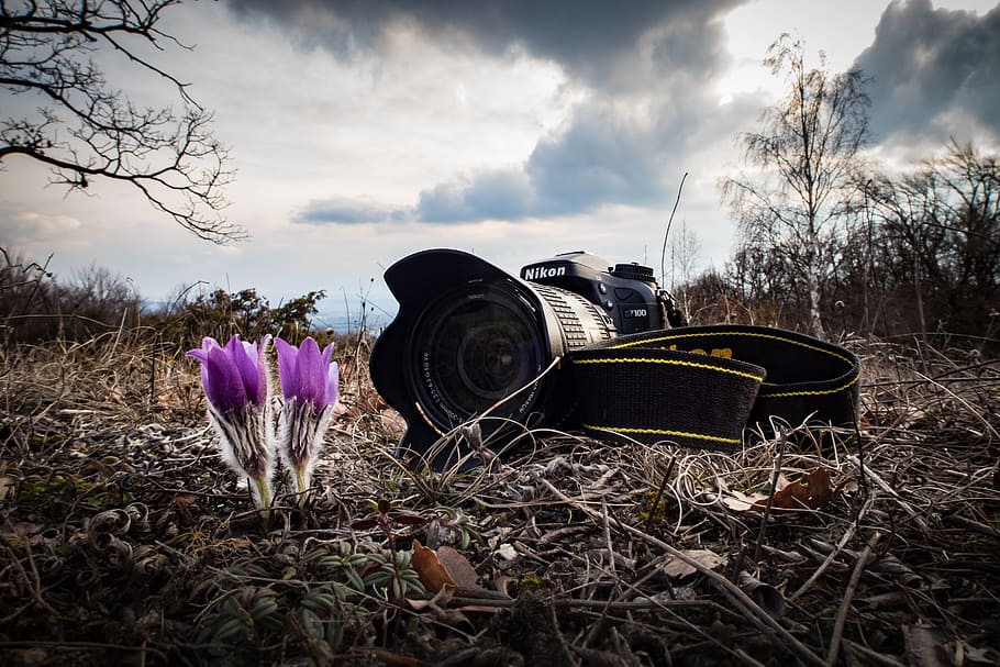 shallow focus photography of black Nikon DSLR camera near purple flowers HD wallpaper