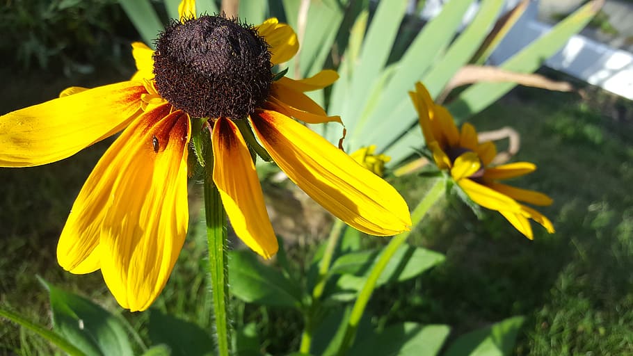 sunflower, garden, flowering plant, yellow, beauty in nature HD wallpaper