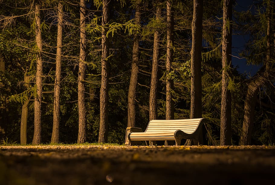 brown wooden bench, park, trees, night, plant, trunk, tree trunk HD wallpaper