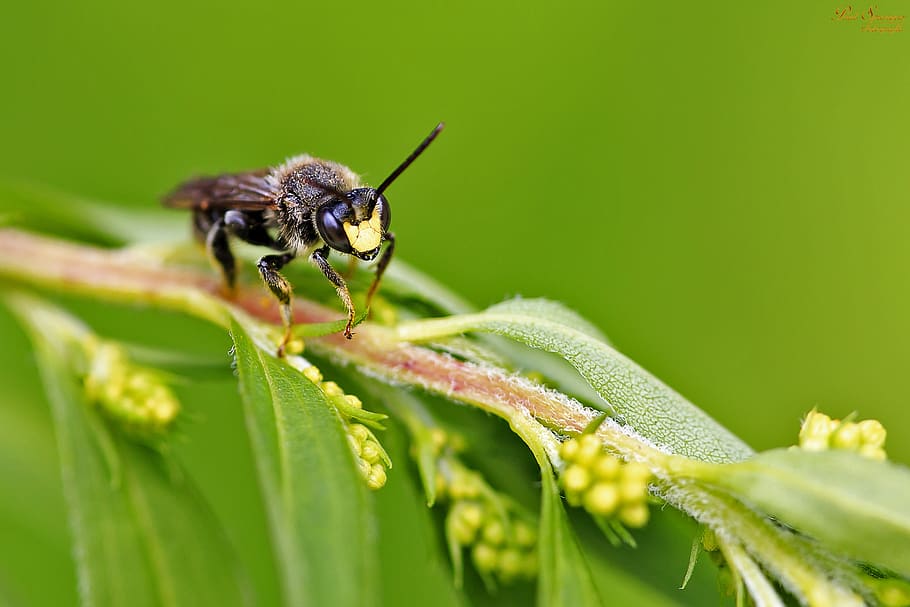 bug, wasp, macro, insects, close up, nature, invertebrate, animal HD wallpaper