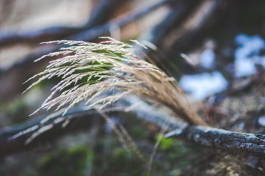 Grass, Dry, Dried, Nature, Closeup, outdoors, plant, tree, branch HD wallpaper