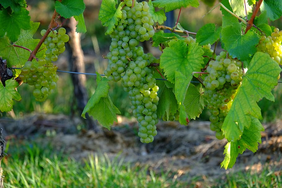 HD wallpaper: grapes, white grapes, wine, fruit, vine, sweet ...