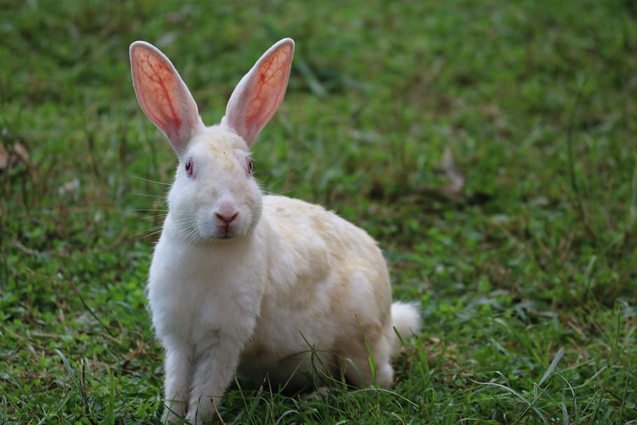 white rabbit, Cute, Nature, Little, bunny, portrait, curious HD wallpaper