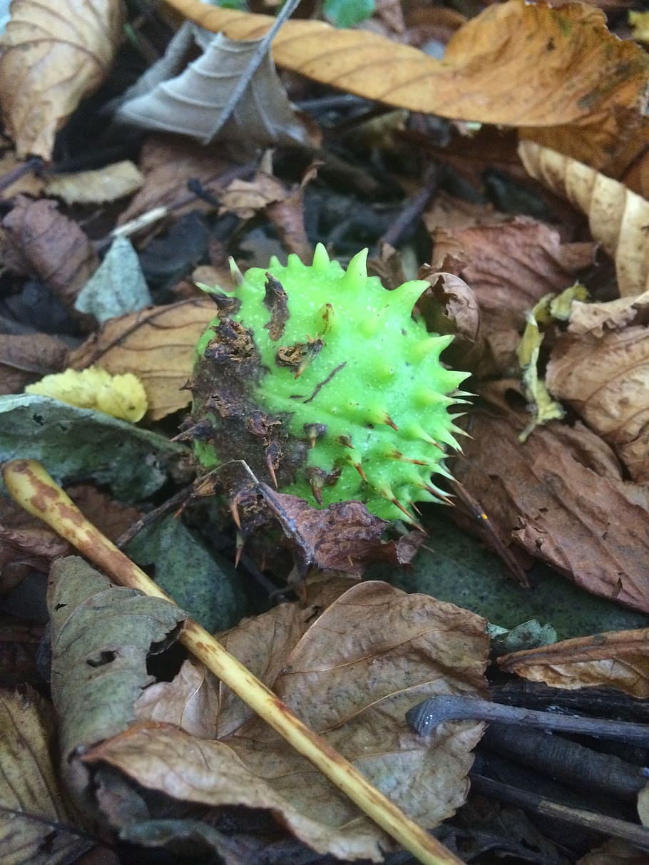 conker, autumn, fall, nut, ground, leaves, brown, signs, leaf HD wallpaper