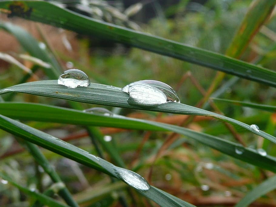 Dew, Leaf, Moisture, Nature, Drop, Fresh, environment, freshness HD wallpaper