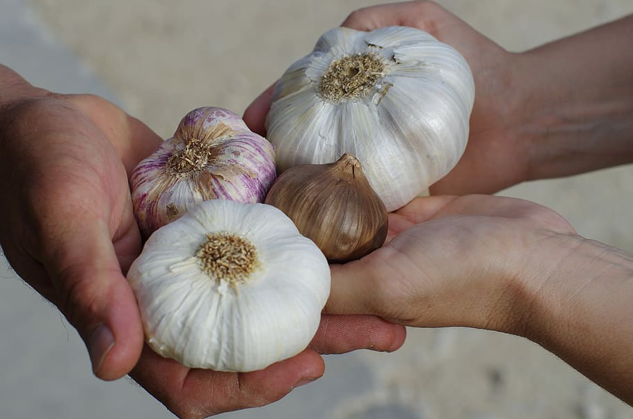person holding bulb garlic and onion, garlic white, purple garlic