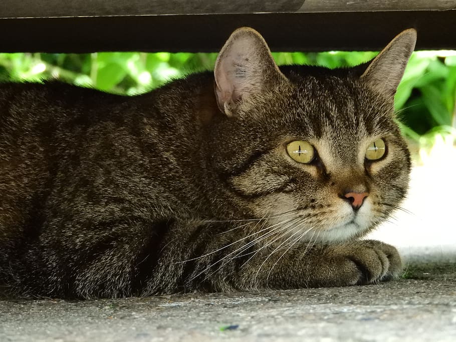 Cat, Hiding Place, Shadow, Hidden, Pet, mieze, domestic cat HD wallpaper