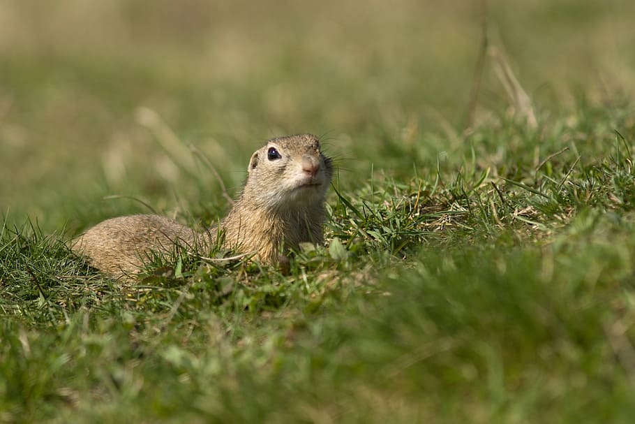 gopher, spring, nature, meadow, mammal, animals, pastures, české středohoří HD wallpaper