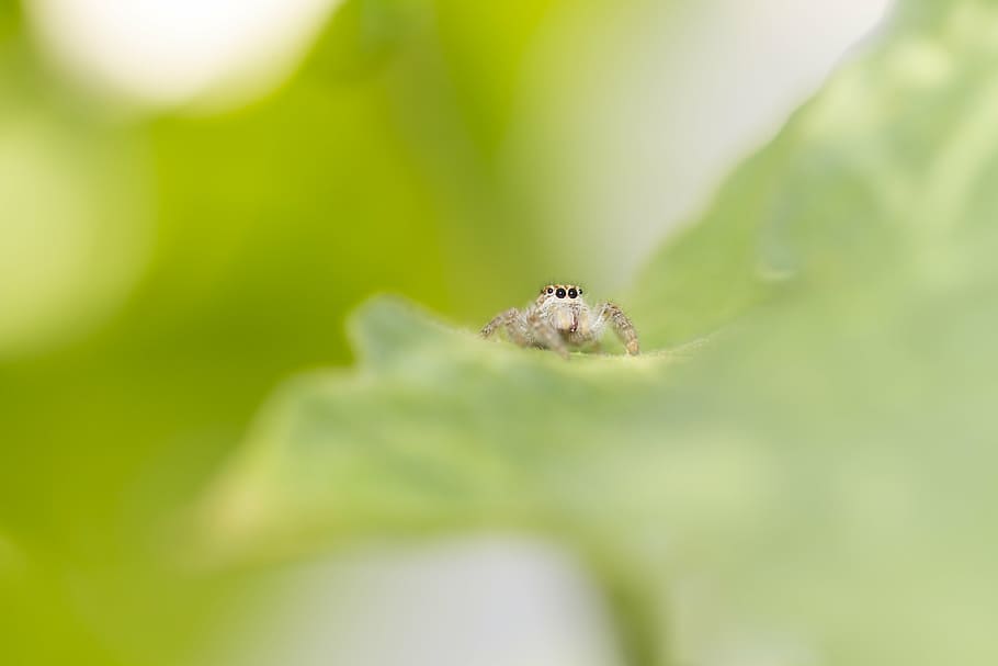spider, leaf, nature, macro, arachnid, garden, insect, green leaves HD wallpaper